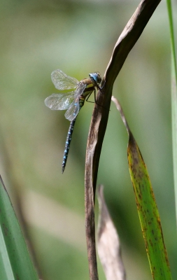 Newly Emerged Common Hawker